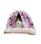 cutecat pon2（個別スタンプ：4）