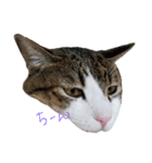 cutecat pon2（個別スタンプ：5）