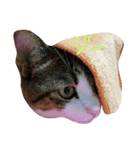 cutecat pon2（個別スタンプ：6）