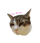 cutecat pon2（個別スタンプ：7）