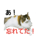 Jasmin cat Part2（個別スタンプ：1）