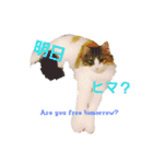 Jasmin cat Part2（個別スタンプ：2）