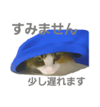 Jasmin cat Part2（個別スタンプ：3）