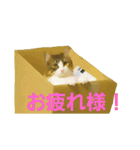 Jasmin cat Part2（個別スタンプ：4）