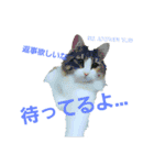 Jasmin cat Part2（個別スタンプ：5）