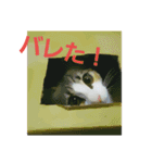 Jasmin cat Part2（個別スタンプ：6）