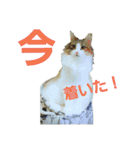 Jasmin cat Part2（個別スタンプ：9）
