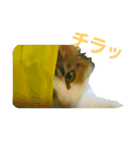 Jasmin cat Part2（個別スタンプ：10）