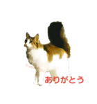 Jasmin cat Part2（個別スタンプ：12）