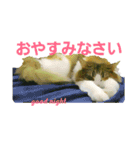 Jasmin cat Part2（個別スタンプ：13）