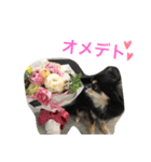 チワワのチロル君（個別スタンプ：30）