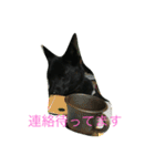 kai dog and flower 2（個別スタンプ：7）