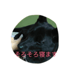 kai dog and flower 2（個別スタンプ：9）