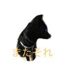 kai dog and flower 2（個別スタンプ：11）