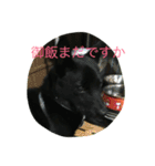 kai dog and flower 2（個別スタンプ：12）