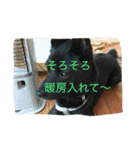kai dog and flower 2（個別スタンプ：13）