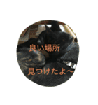kai dog and flower 2（個別スタンプ：14）