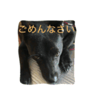 kai dog and flower 2（個別スタンプ：16）