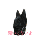 kai dog and flower 2（個別スタンプ：17）