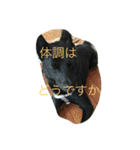 kai dog and flower 2（個別スタンプ：19）