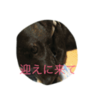 kai dog and flower 2（個別スタンプ：21）