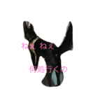 kai dog and flower 2（個別スタンプ：23）