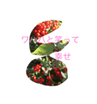 kai dog and flower 2（個別スタンプ：26）