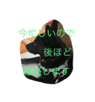 kai dog and flower 2（個別スタンプ：33）