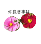 kai dog and flower 2（個別スタンプ：37）