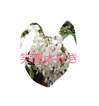 kai dog and flower 2（個別スタンプ：39）