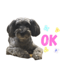 可愛いミックス犬 ななころスタンプ（個別スタンプ：1）