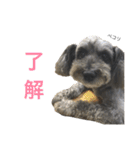 可愛いミックス犬 ななころスタンプ（個別スタンプ：5）