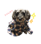 可愛いミックス犬 ななころスタンプ（個別スタンプ：9）
