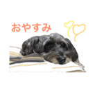 可愛いミックス犬 ななころスタンプ（個別スタンプ：10）