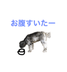 可愛いミックス犬 ななころスタンプ（個別スタンプ：21）