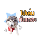 FooFoohusky（個別スタンプ：1）