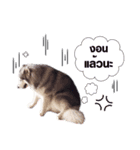 FooFoohusky（個別スタンプ：2）
