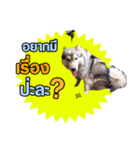 FooFoohusky（個別スタンプ：4）