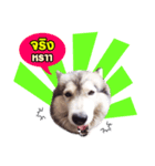 FooFoohusky（個別スタンプ：5）