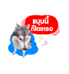 FooFoohusky（個別スタンプ：7）