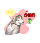FooFoohusky（個別スタンプ：8）