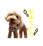 4本足のお友だち さぶろう（個別スタンプ：3）