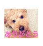 4本足のお友だち さぶろう（個別スタンプ：8）