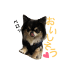 チワワのサスケ（個別スタンプ：2）