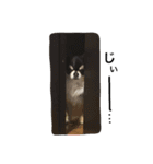 チワワのサスケ（個別スタンプ：6）