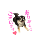 チワワのサスケ（個別スタンプ：11）