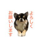 チワワのサスケ（個別スタンプ：13）