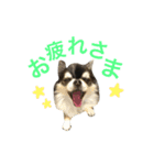 チワワのサスケ（個別スタンプ：16）