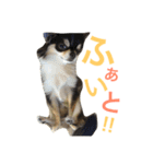 チワワのサスケ（個別スタンプ：19）