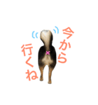 チワワのサスケ（個別スタンプ：23）